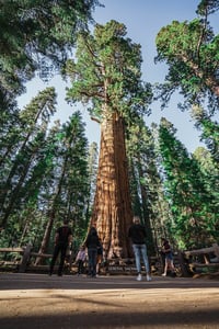 General_Sherman_en_californie_a_séquoia_parc